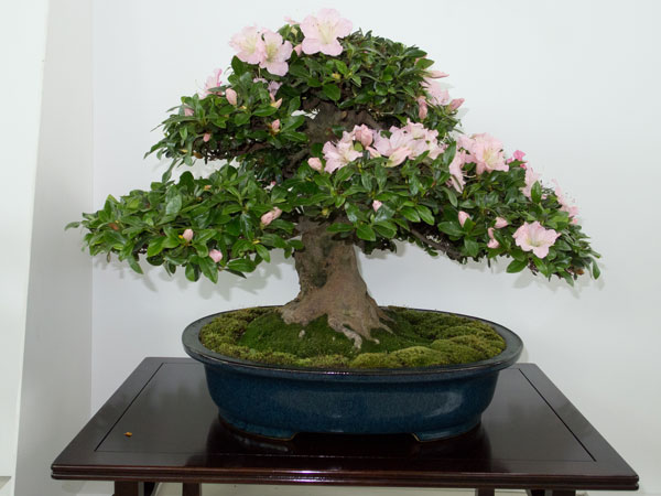 NRWBonsai2012d.jpg