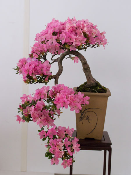 NRWBonsai2012e.jpg