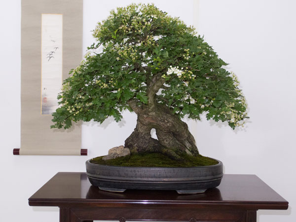 NRWBonsai2012k.jpg