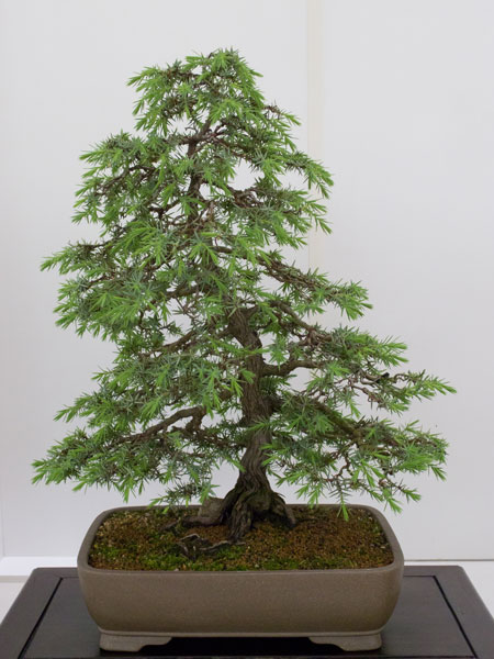 NRWBonsai2012o.jpg