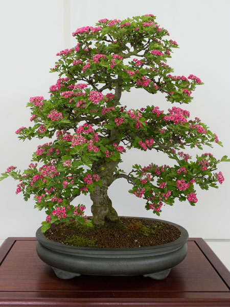 NRWBonsai2012q.jpg