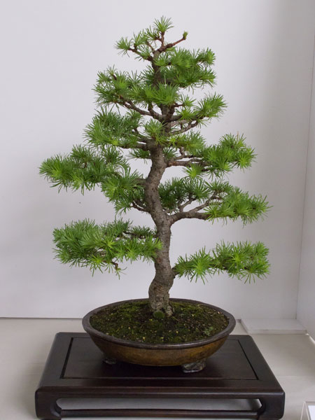 NRWBonsai2012t.jpg