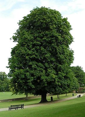 Kastanienbaum.jpg