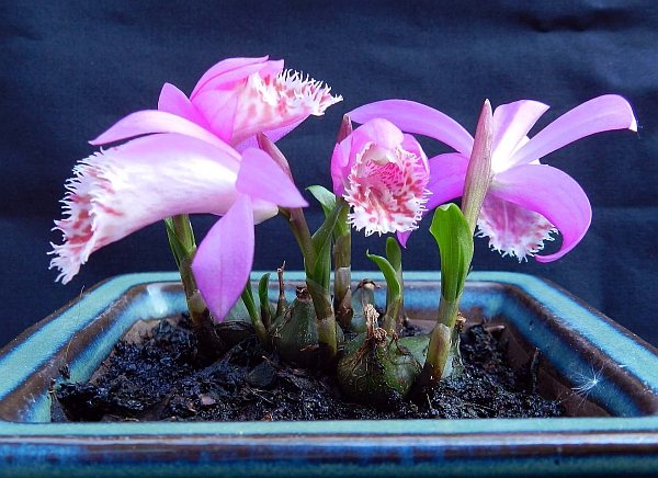 Pleione01.jpg