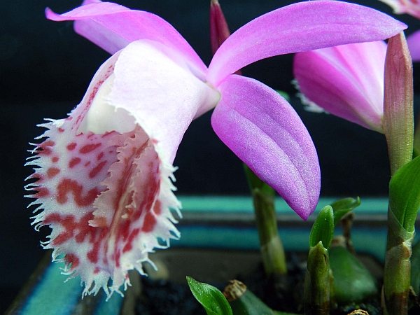 Pleione02.jpg