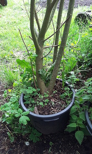 Der Baum steht in einem Kübel.
