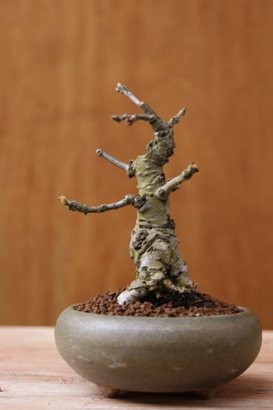 e1.jpg