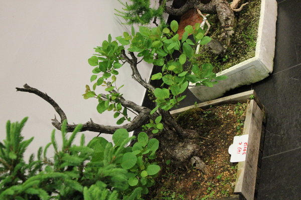 IMG_2012_05_12_0704_1.JPG