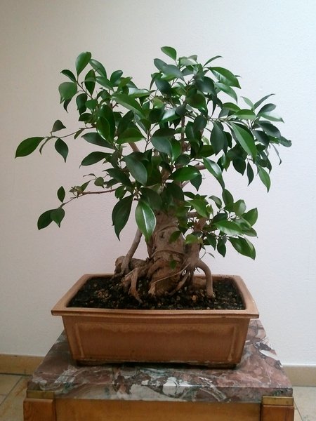 ficus_retusa_2012_WP_000325.jpg