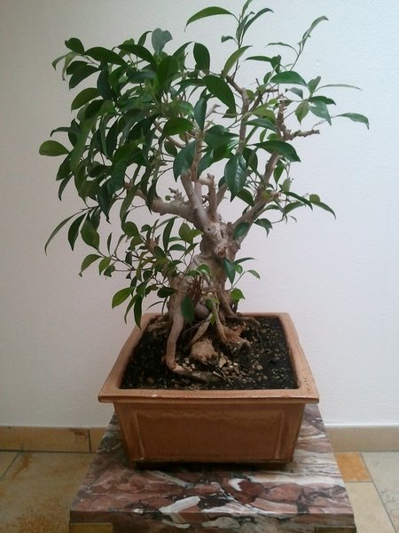ficus_retusa_2012_WP_000326.jpg