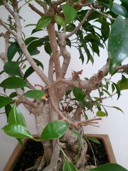 ficus_retusa_2012_WP_000329.jpg