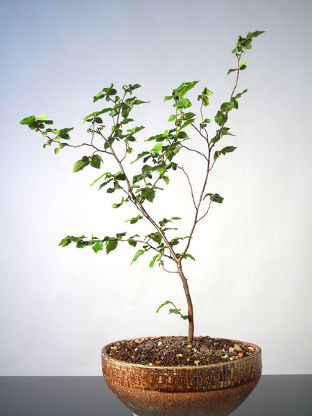 Hopfenbuche 6 a..jpg