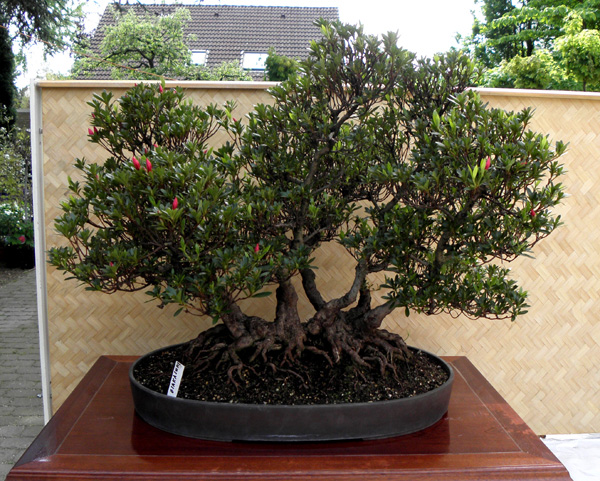 P5190370b.jpg