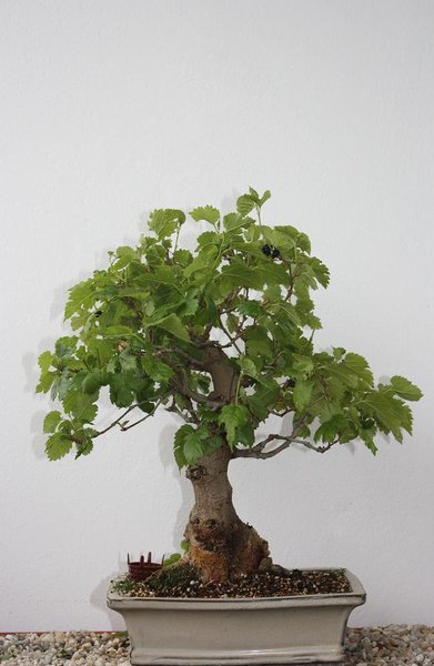 dito 40cm