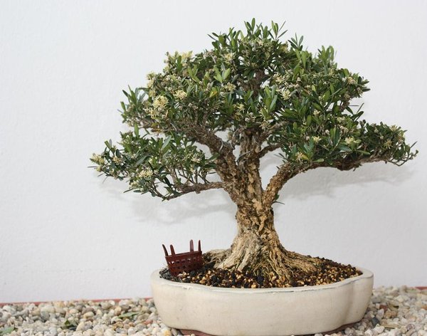 buxus h. in voller bluete 23cm
