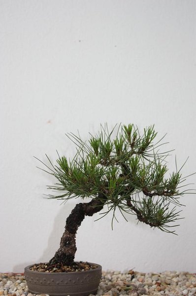 densiflora legt gut zu