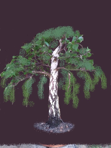Birke2.jpg