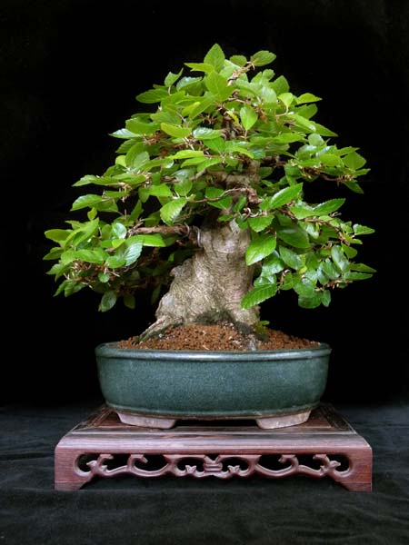Korianische Hainbuche