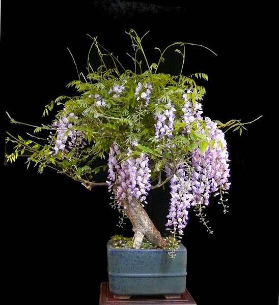 Mai 2012