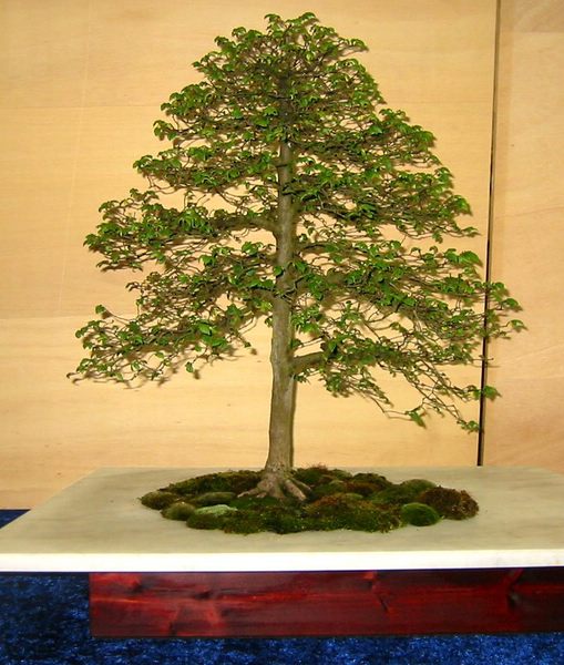 IMG_3895.JPG
