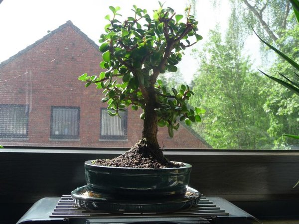 Bonsai