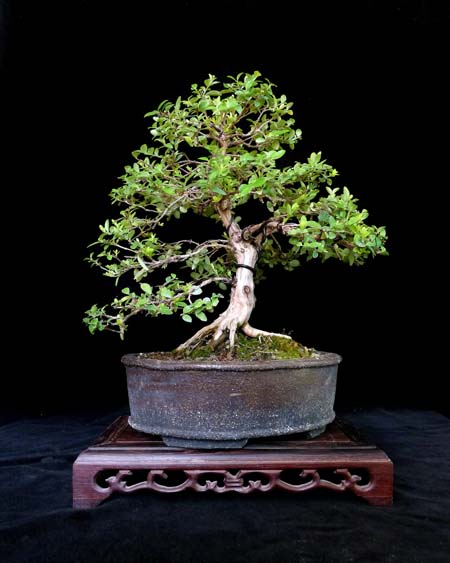 Lonicera