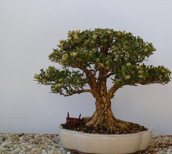 buxus harlan. 22cm blüht wie verückt