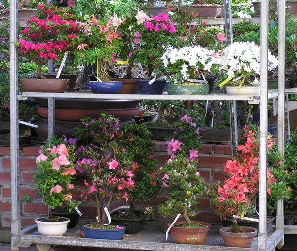 Azaleentage Beck-Bonsai1.jpg