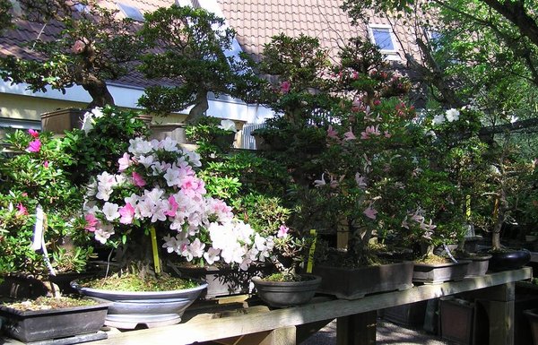 Azaleentage Beck-Bonsai3.jpg