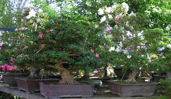 Azaleentage Beck-Bonsai4.jpg