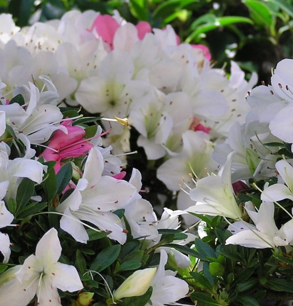 Azaleenblüten1.jpg