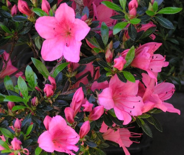 Azaleenblüten2.jpg