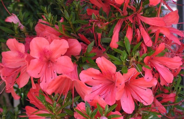 Azaleenblüten3.jpg