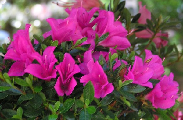 Azaleenblüten4.jpg