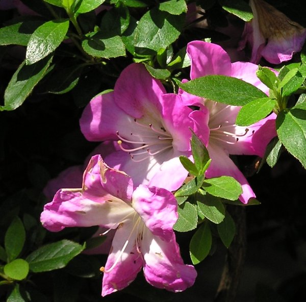 Azaleenblüten5.jpg