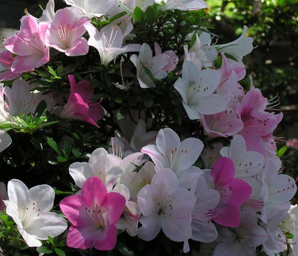 Azaleenblüten7.jpg