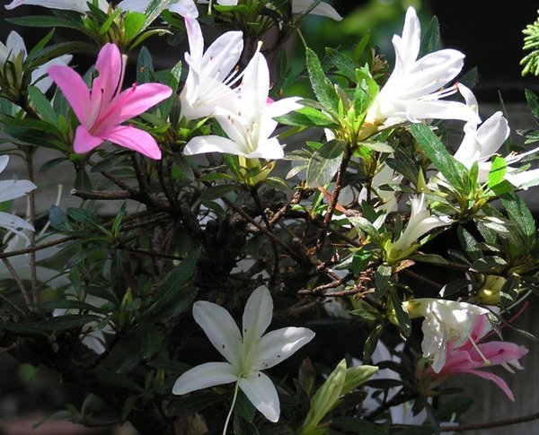 Azaleenblüten8.jpg