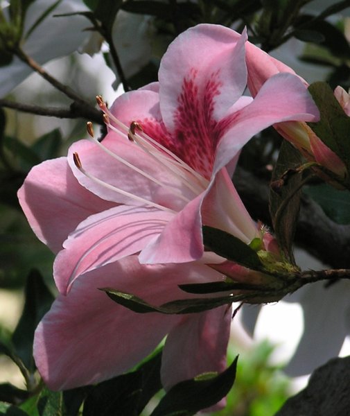 Azaleenblüten9.jpg
