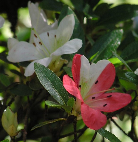 Azaleenblüten10.jpg