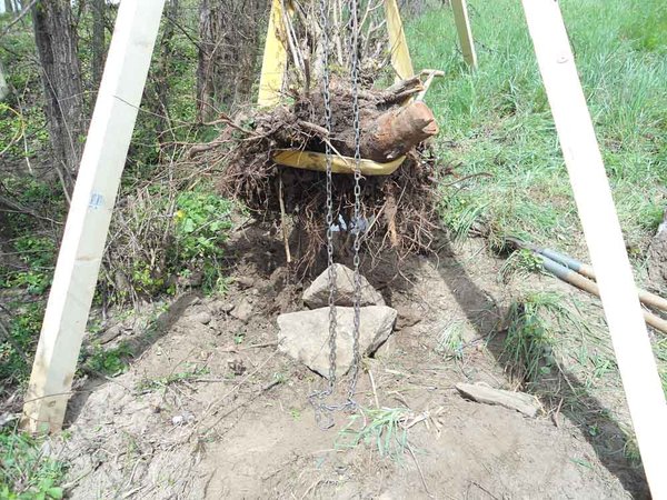 Ulme am Haken