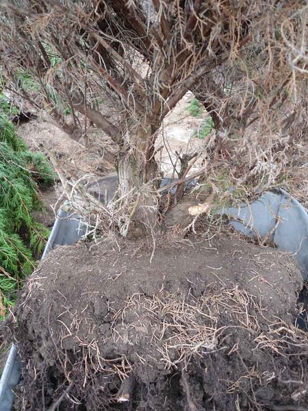 Baum in der Karre. Wenn der Baum am Haken hängt, Schubkarre drunter, ablassen, aushängen und weg fahren.
