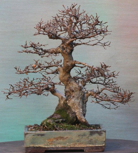 korea-buche12-2011.jpg