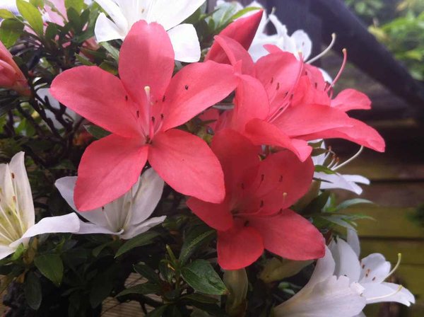 aza7 bunte blüte1.jpg