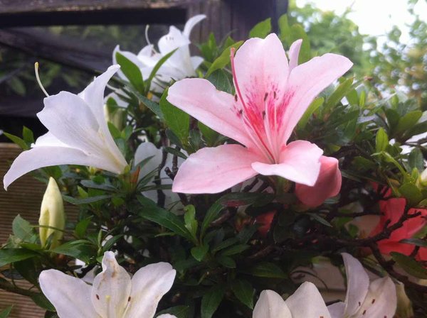 aza7 bunte blüte2.jpg