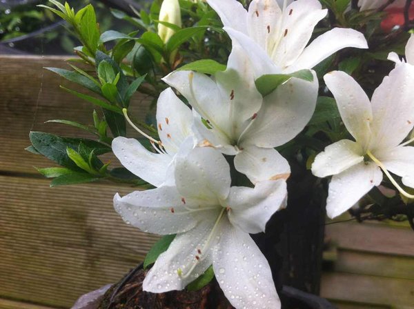 aza7 bunte blüte3.jpg