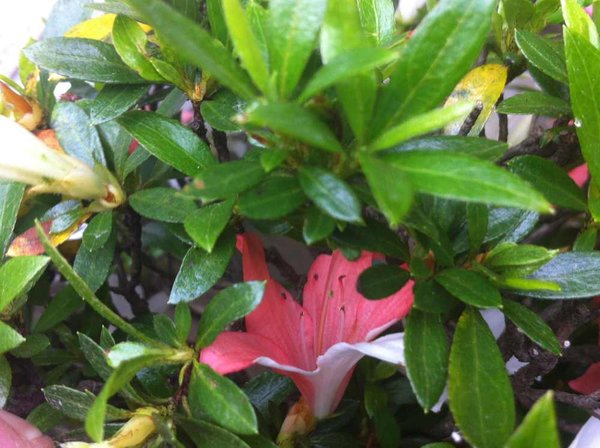 aza7 bunte blüte4.jpg