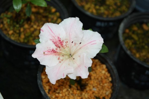 anhand der Blüte wird die Sorte bestimmt