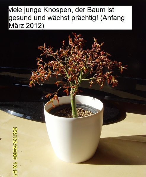 Bonsai 021.JPG