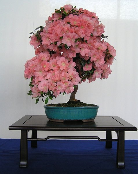 Satsuki-Azalee