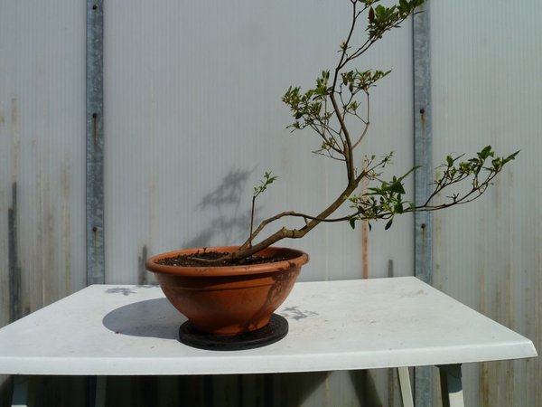 Gartenazalee2 seite3.jpg